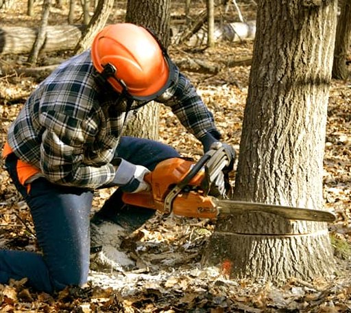 Tree Removal in Wideman, AR